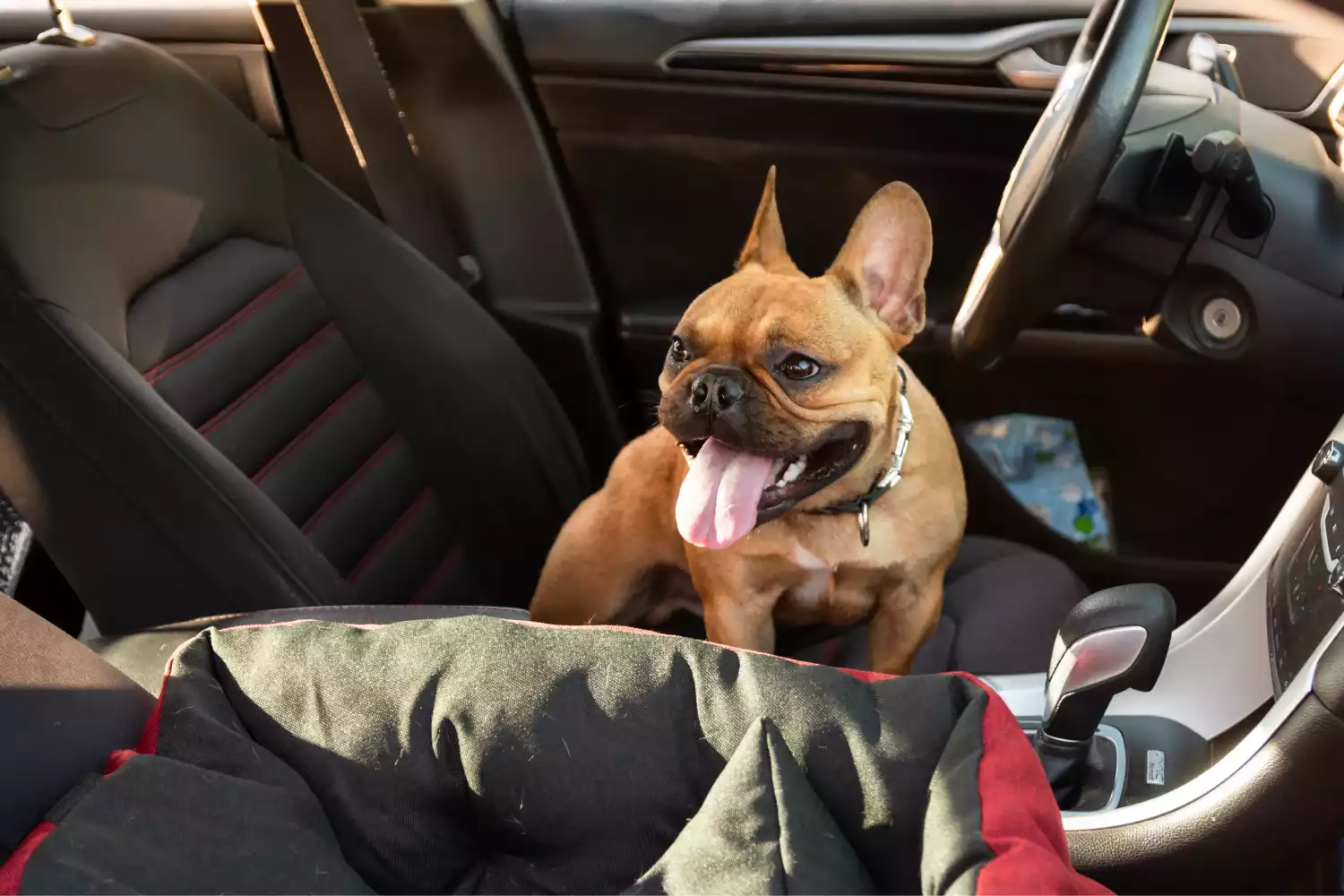 Nissan Armada Dog Carrier Car Seat for Toy Bulldog