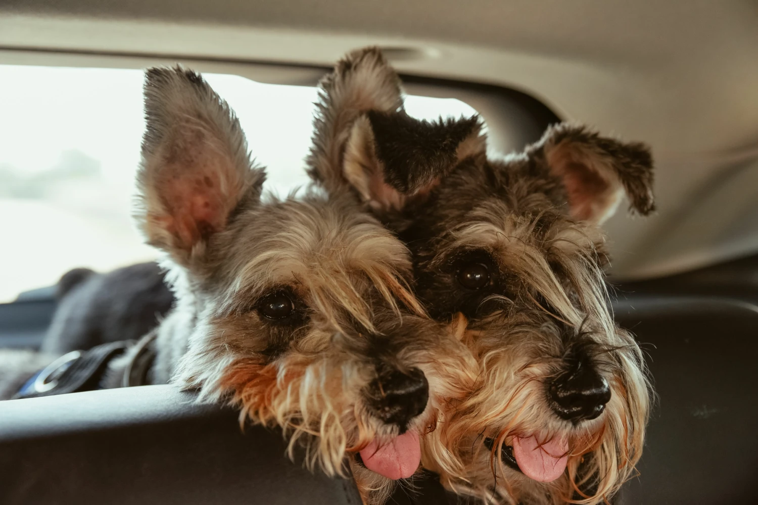 Tesla Model Y Dog Safety Belt for Giant Schnauzers