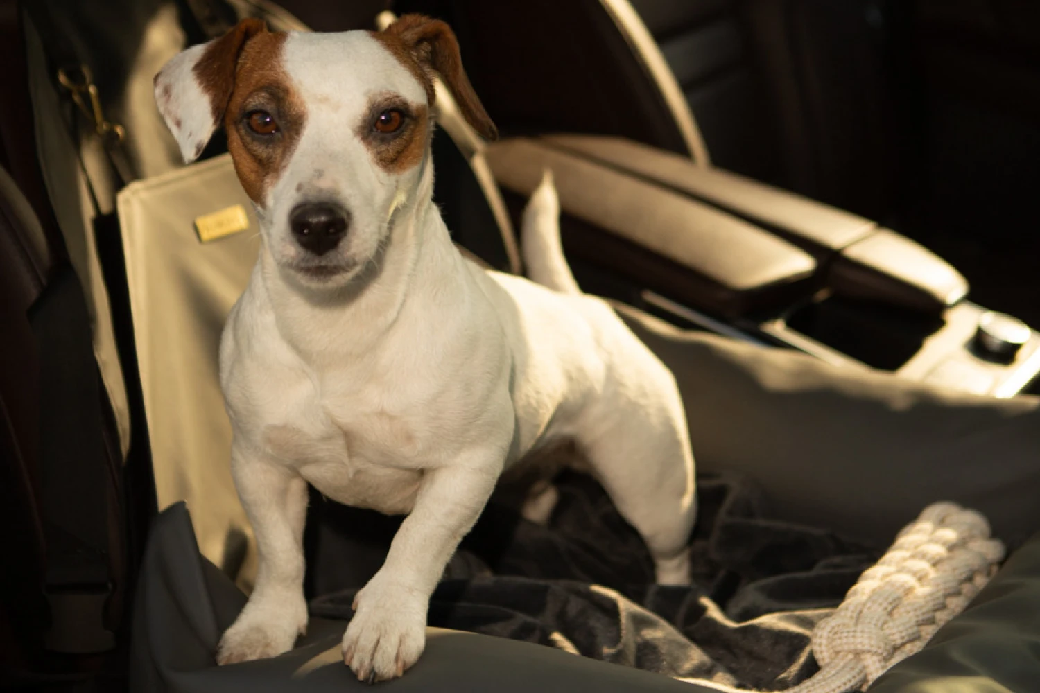 Bolognese Dog Car Seat for Volkswagen Tiguan